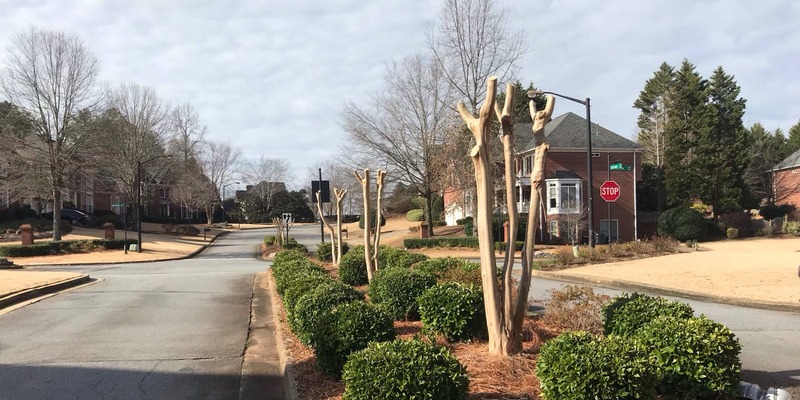 Neatly pruned crepe myrtles and trimmed shrubs along a neighborhood median